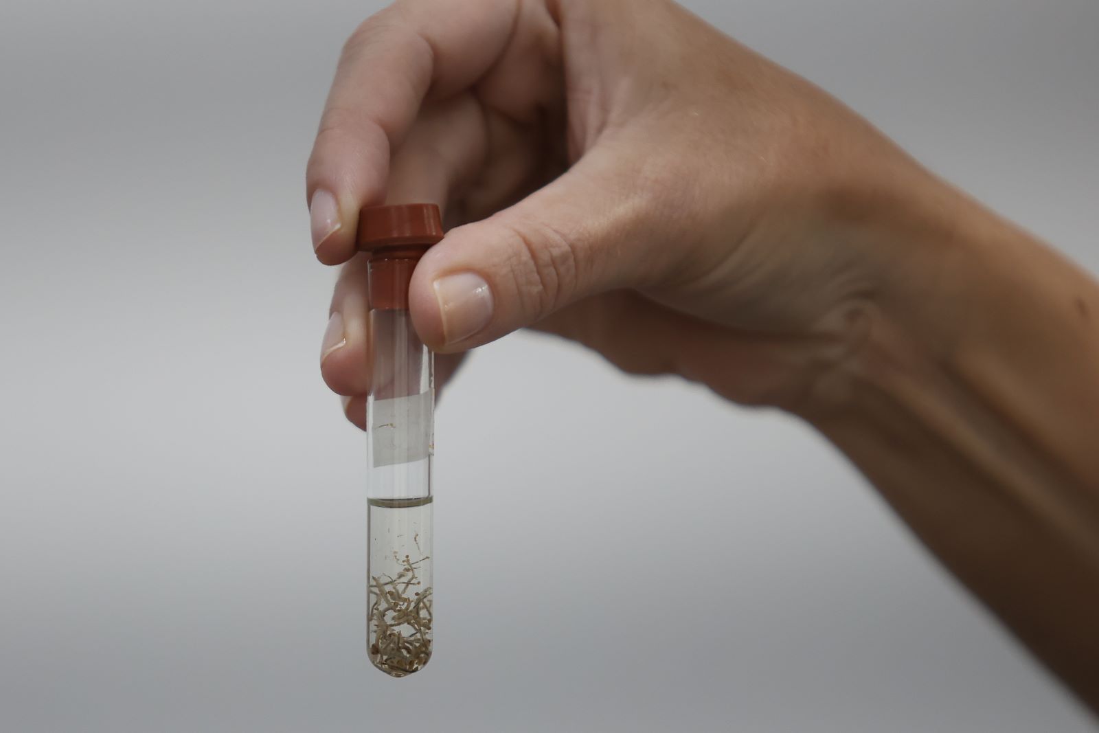RTR_2190_dengue.jpg