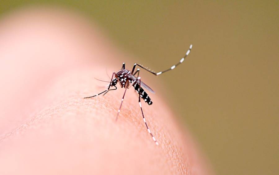 A imagem mostra um mosquito Aedes aegypti pousado sobre a pele de uma pessoa. Esse inseto, reconhecido pelas listras brancas nas pernas e no corpo, é o principal transmissor de doenças como dengue, zika e chikungunya.  A cena está em foco no mosquito, com fundo desfocado em tom bege, destacando os detalhes do corpo e das asas do inseto.