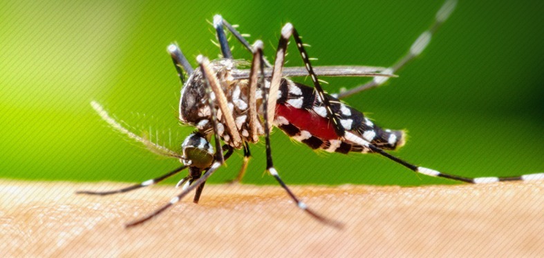 A imagem mostra um mosquito da espécie Aedes aegypti, conhecido por transmitir doenças como dengue, zika e chikungunya. Ele está pousado sobre a pele humana, sugando sangue, o que é evidenciado pelo abdômen inchado e avermelhado. O inseto tem corpo preto com listras brancas características nas pernas e no tórax, e o fundo desfocado em tom verde sugere um ambiente externo.