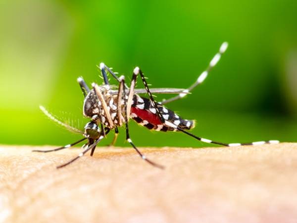 dengue mosquito