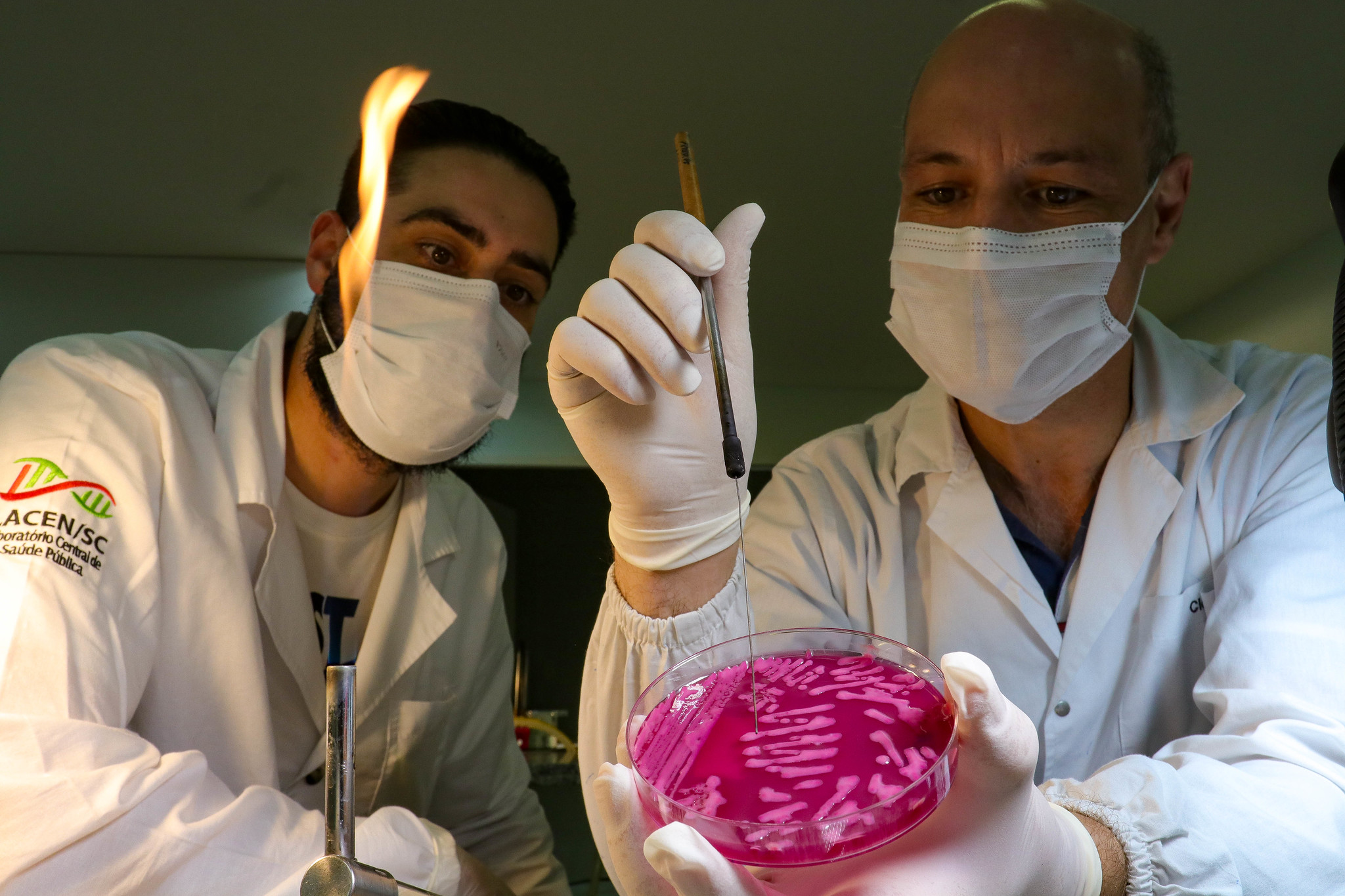 Dois profissionais do Laboratório Central de Saúde Pública de Santa Catarina (LACEN/SC) realizam análise microbiológica em uma placa de Petri com meio de cultura rosa. Um deles segura um alça de platina, enquanto o outro observa atentamente, ambos usando jaleco, máscara e luvas. Ao fundo, uma chama esterilizadora está acesa.