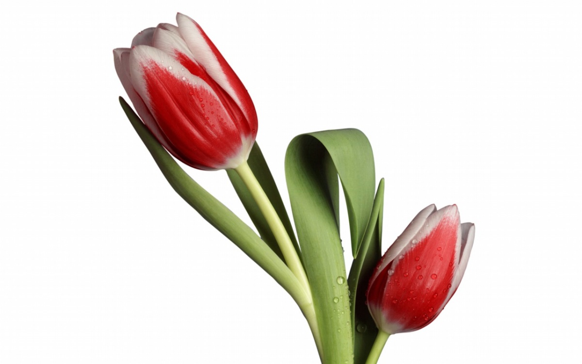 tulipa