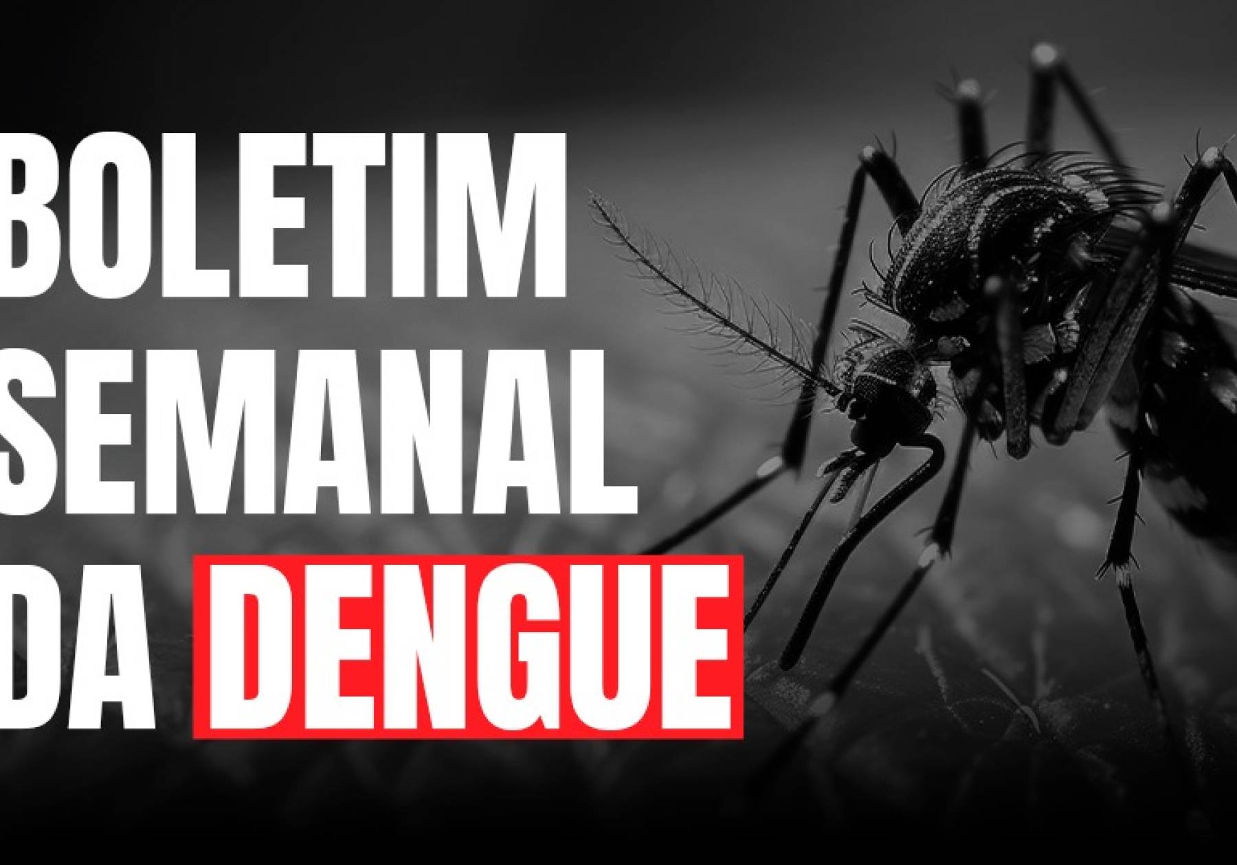 Dengue SC: Informe Epidemiológico apresenta número de casos prováveis e aponta quatro óbitos em investigação