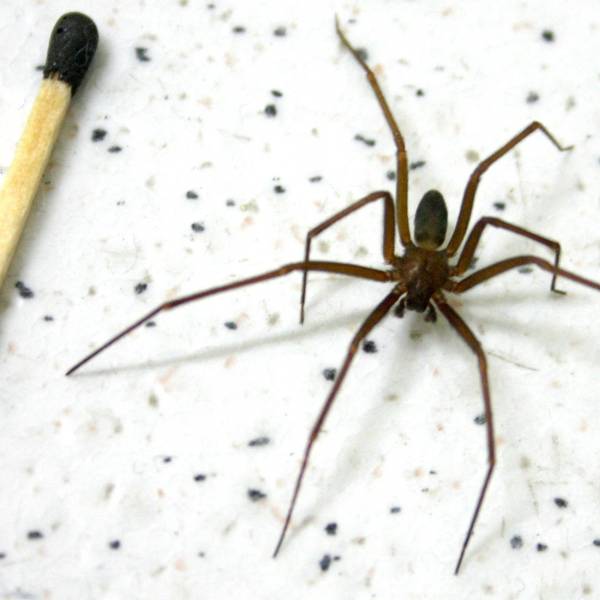Saúde Estadual alerta sobre cuidados com picadas de aranha-marrom