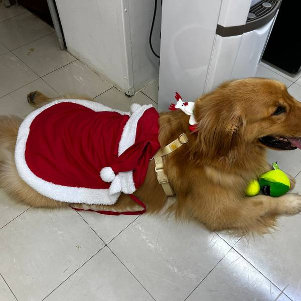 Cão terapeuta ajuda na recuperação de pacientes no Hospital Regional Hans Dieter Schmidt, em Joinville