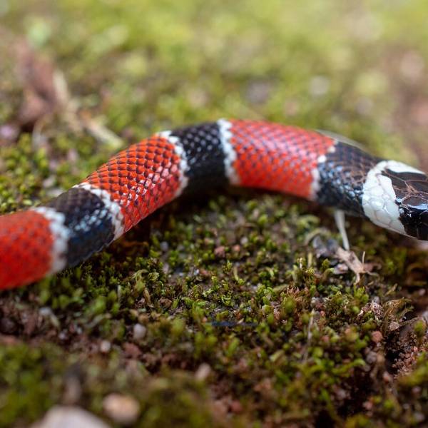 Saúde SC reforça cuidados para evitar acidentes com animais peçonhentos no período de chuvas