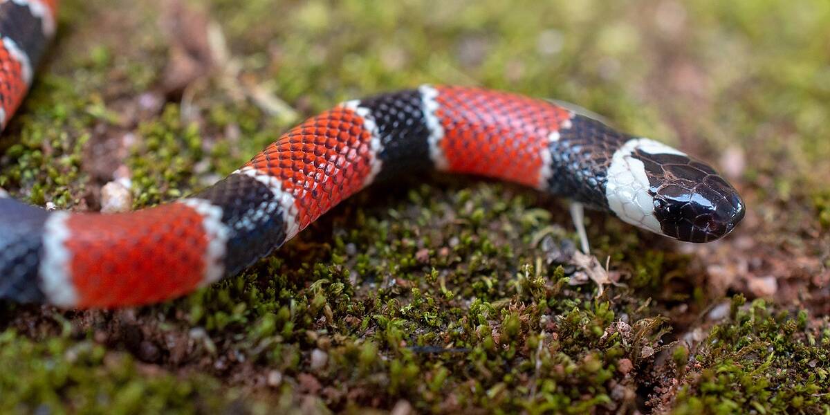 Saúde SC reforça cuidados para evitar acidentes com animais peçonhentos no período de chuvas