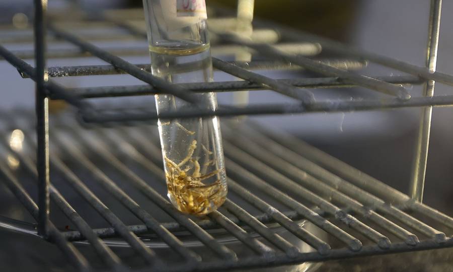 Dengue SC: Aumento do número de casos de dengue e chikungunya em Santa Catarina acende alerta