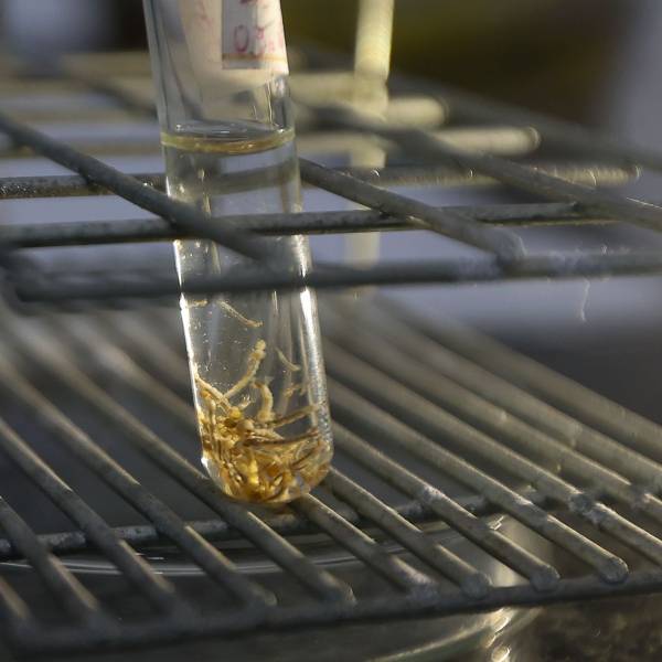 Dengue SC: Aumento do número de casos de dengue e chikungunya em Santa Catarina acende alerta