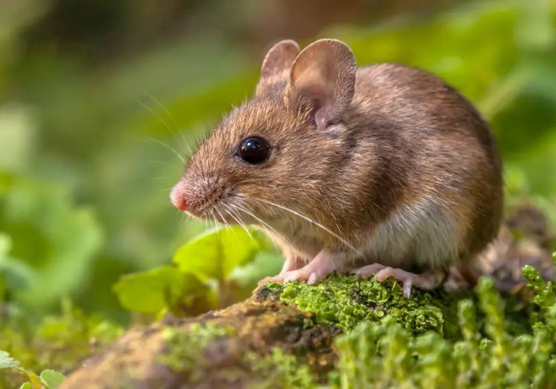 Com vigilância ativa, Santa Catarina registra um único caso de hantavírus em 2026