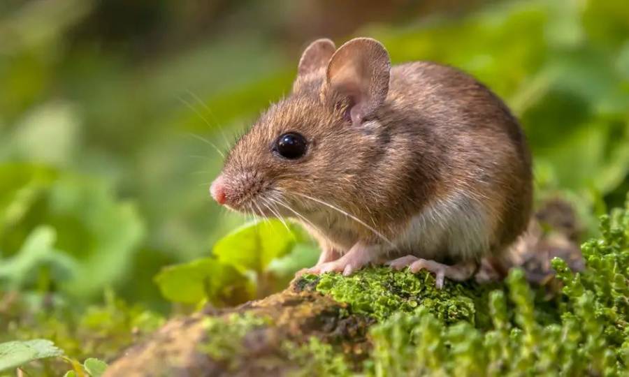 Com vigilância ativa, Santa Catarina registra um único caso de hantavírus em 2026