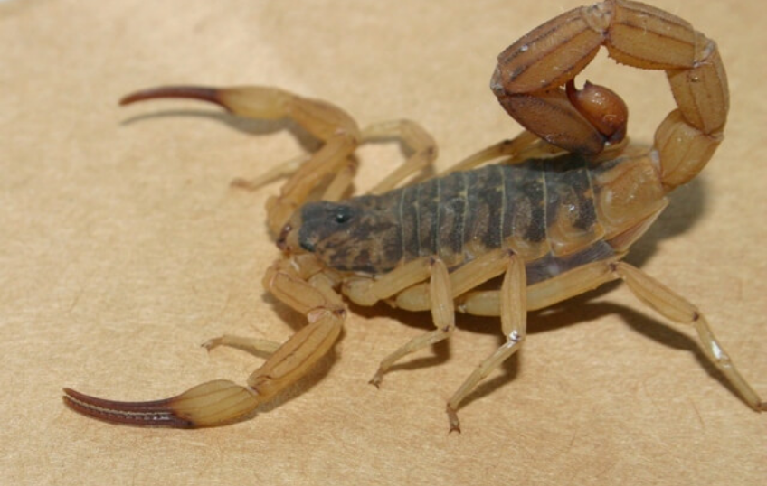 tytius-serrulatus-1-capa.png